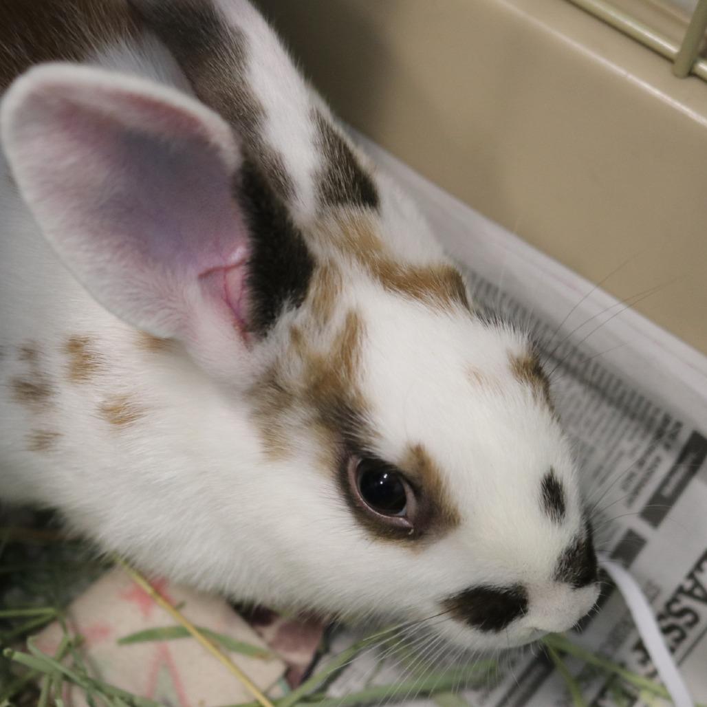 Parker, Adoptable, Baby Male Rex & Bunny Rabbit.