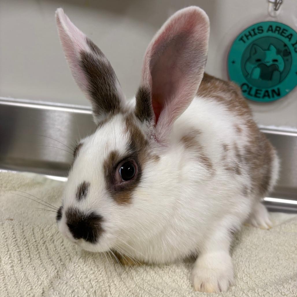 Parker, a Adoptable mixed breed in Saint Cloud, MN image 2/4