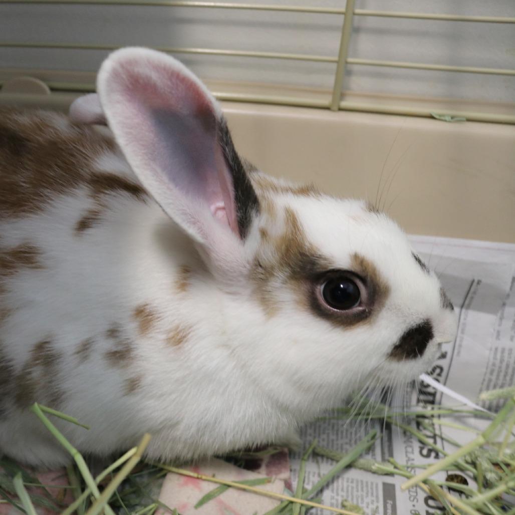 Parker, a Adoptable mixed breed in Saint Cloud, MN image 3/4