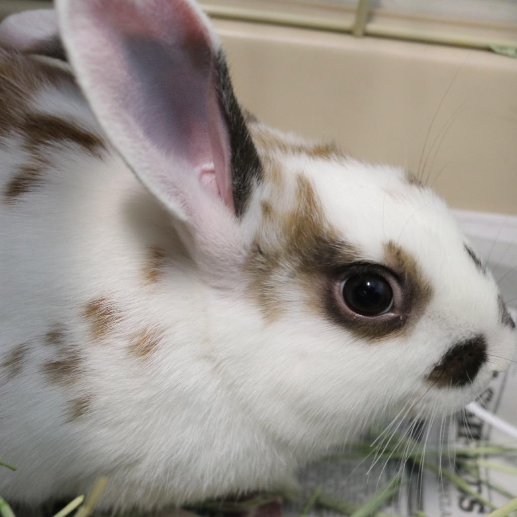 Parker, a Adoptable mixed breed in Saint Cloud, MN image 4/4