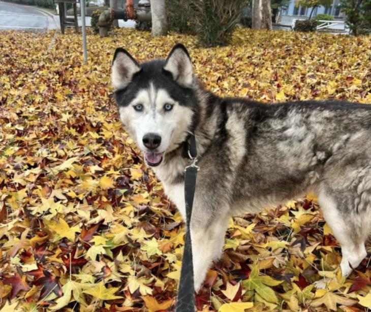 Enlarge ZAGAN, a Adoptable Siberian Husky in Martinez, CA image 1/1