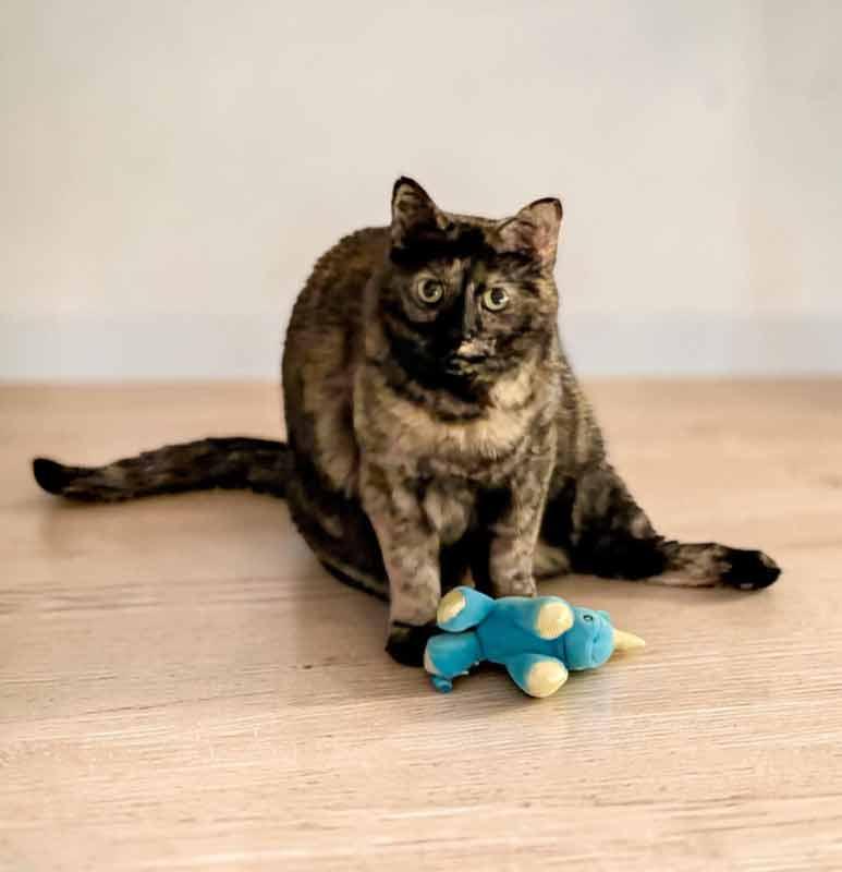 Enlarge Twiggy, a ADOPTABLE mixed breed in Kennesaw, GA image 4/6