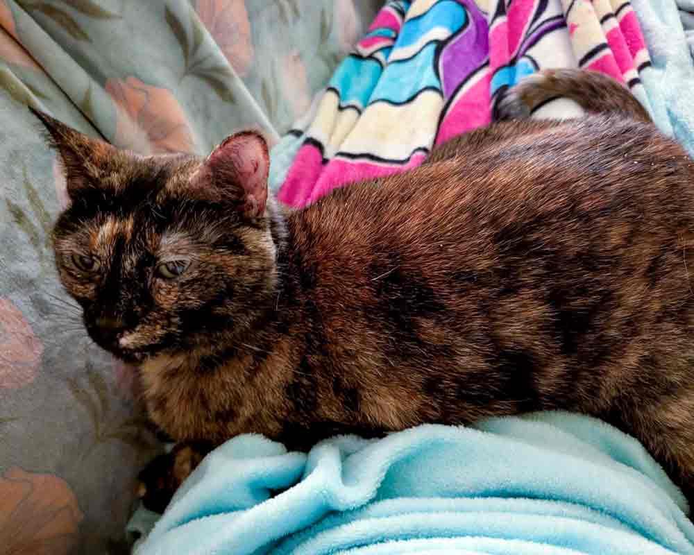 Enlarge Twiggy, a ADOPTABLE mixed breed in Kennesaw, GA image 3/6