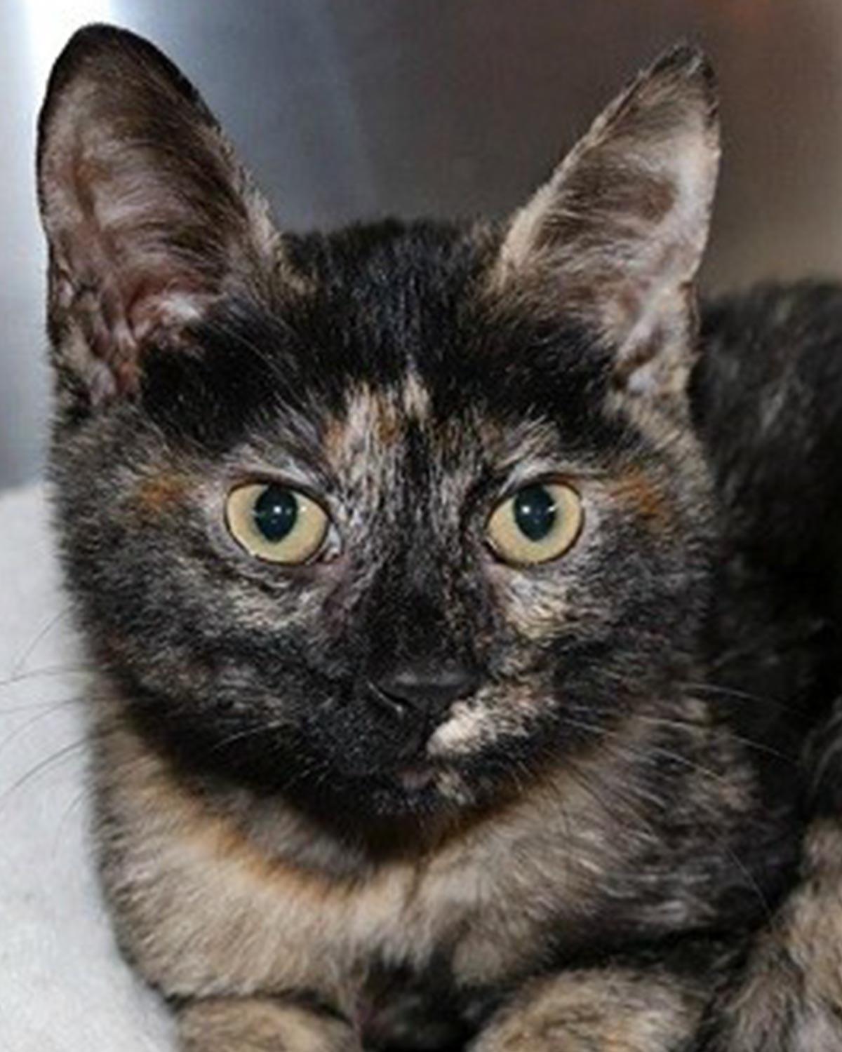 Twiggy, ADOPTABLE, Adult Female Domestic Short Hair & Tortoiseshell.