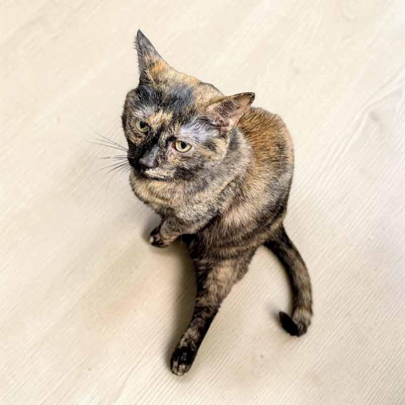 Enlarge Twiggy, a ADOPTABLE mixed breed in Kennesaw, GA image 5/6