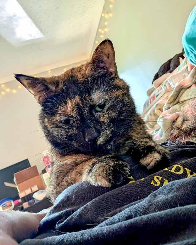 Enlarge Twiggy, a ADOPTABLE mixed breed in Kennesaw, GA image 2/6
