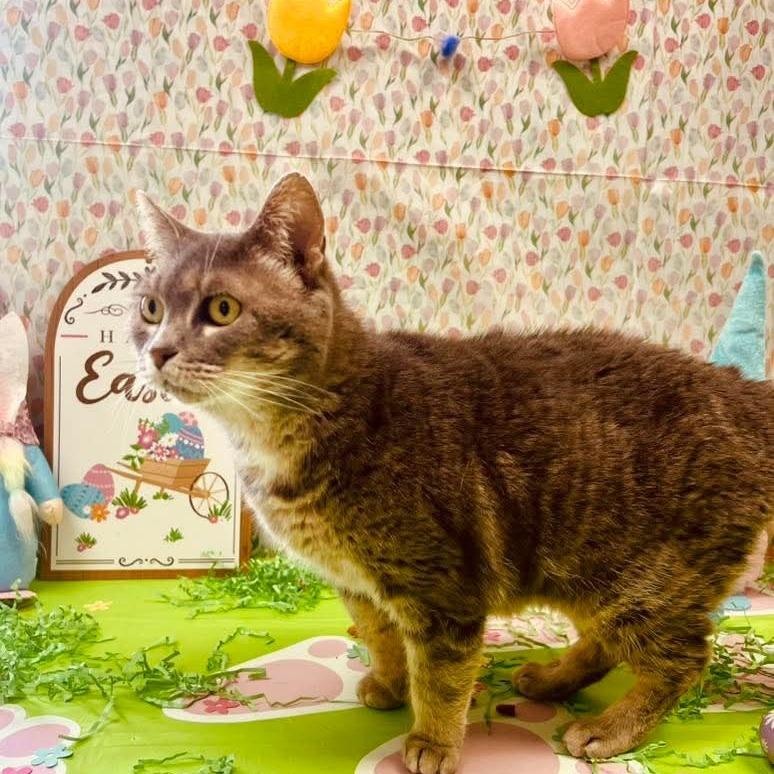 Enlarge Juno, a Adoptable Domestic Short Hair in Blairsville, GA image 1/5