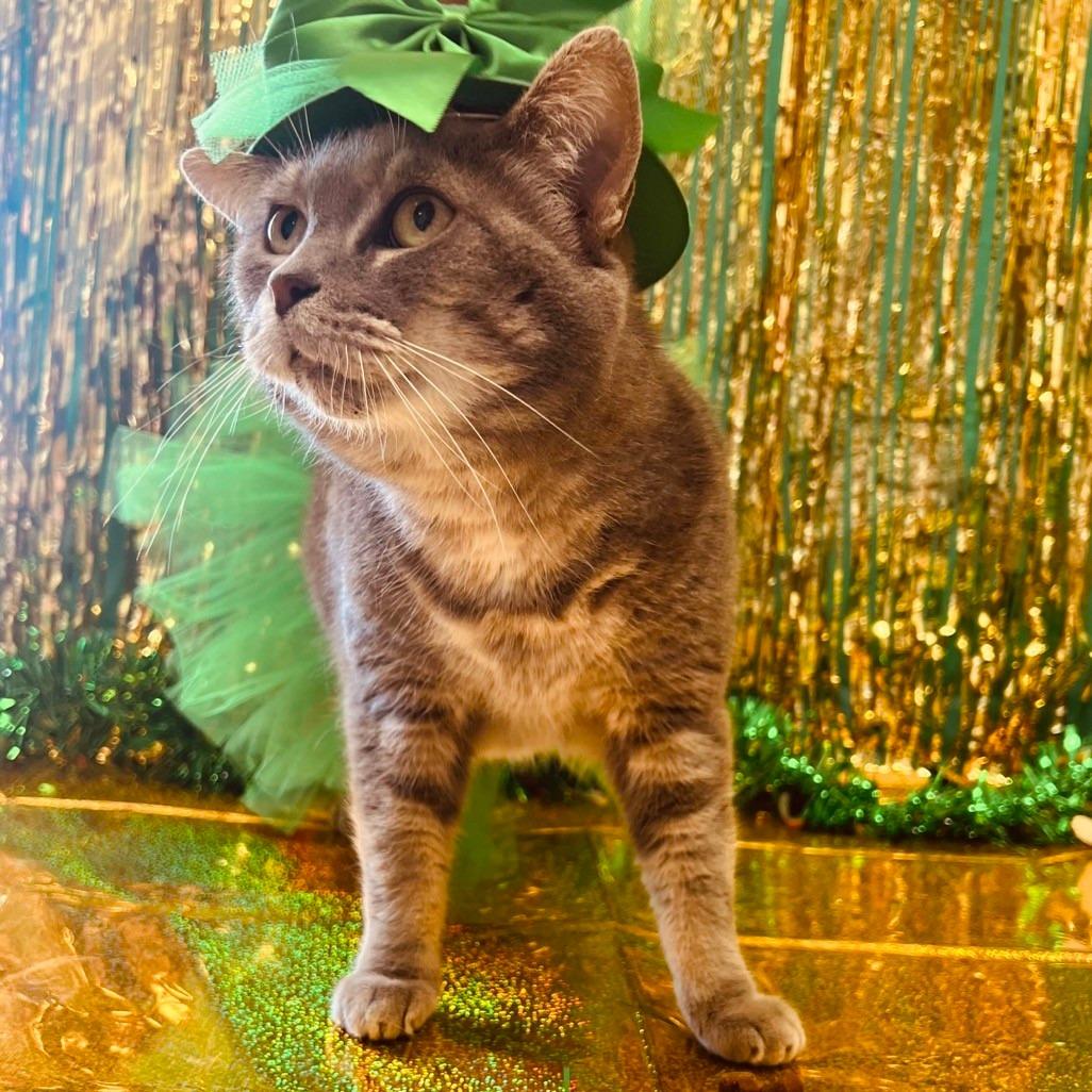 Enlarge Juno, a Adoptable Domestic Short Hair in Blairsville, GA image 2/5