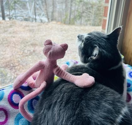 Memphis $25 indoor/outdoor -Fostered, Adoptable, Young Female Domestic Short Hair & Domestic Short Hair.