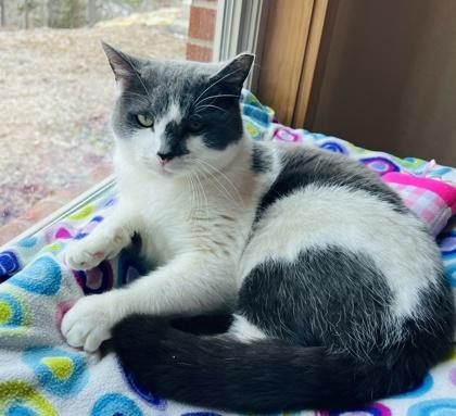 Enlarge Memphis $25 indoor/outdoor -Fostered, a Adoptable mixed breed in Seneca, SC image 2/3