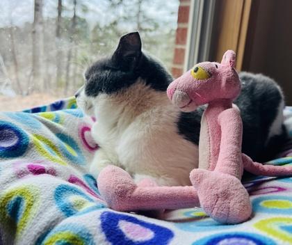 Enlarge Memphis $25 indoor/outdoor -Fostered, a Adoptable mixed breed in Seneca, SC image 3/3