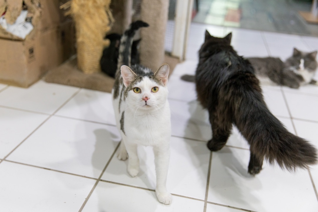 Dale, a Adoptable Domestic Short Hair in Chicago, IL image 1/2