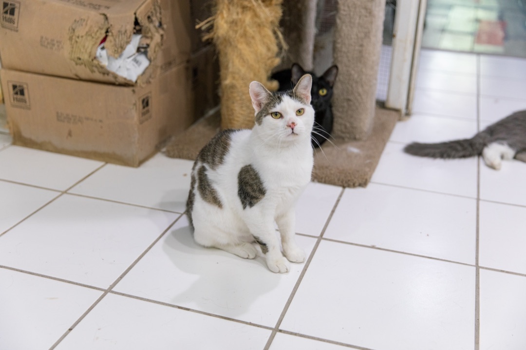 Dale, a Adoptable Domestic Short Hair in Chicago, IL image 2/2