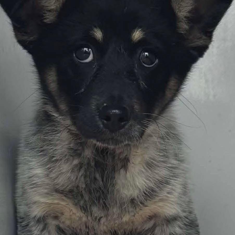 Enlarge Josie, an adopted mixed breed in Eugene, OR image 1/1