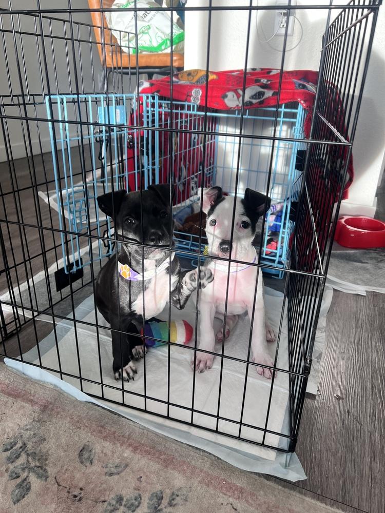 Dolly, Adoptable, Puppy Female Staffordshire Bull Terrier.