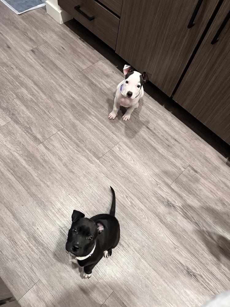 Enlarge Dolly, a Adoptable mixed breed in Aurora, CO image 2/6