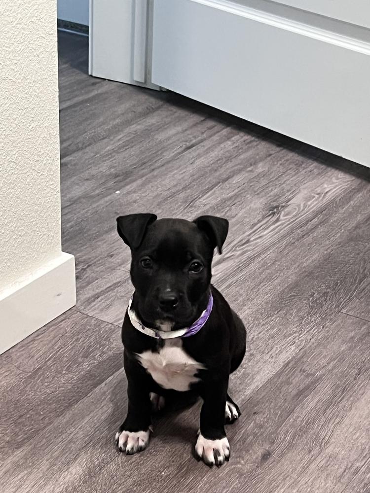 Enlarge Dolly, a Adoptable mixed breed in Aurora, CO image 3/6