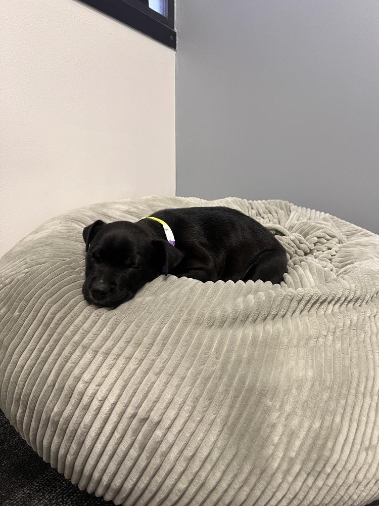 Enlarge Dolly, a Adoptable mixed breed in Aurora, CO image 5/6