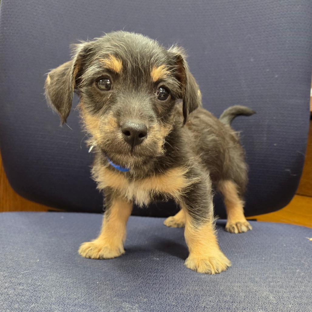 Waltz, Adoptable, Puppy Male Cairn Terrier & Beagle.