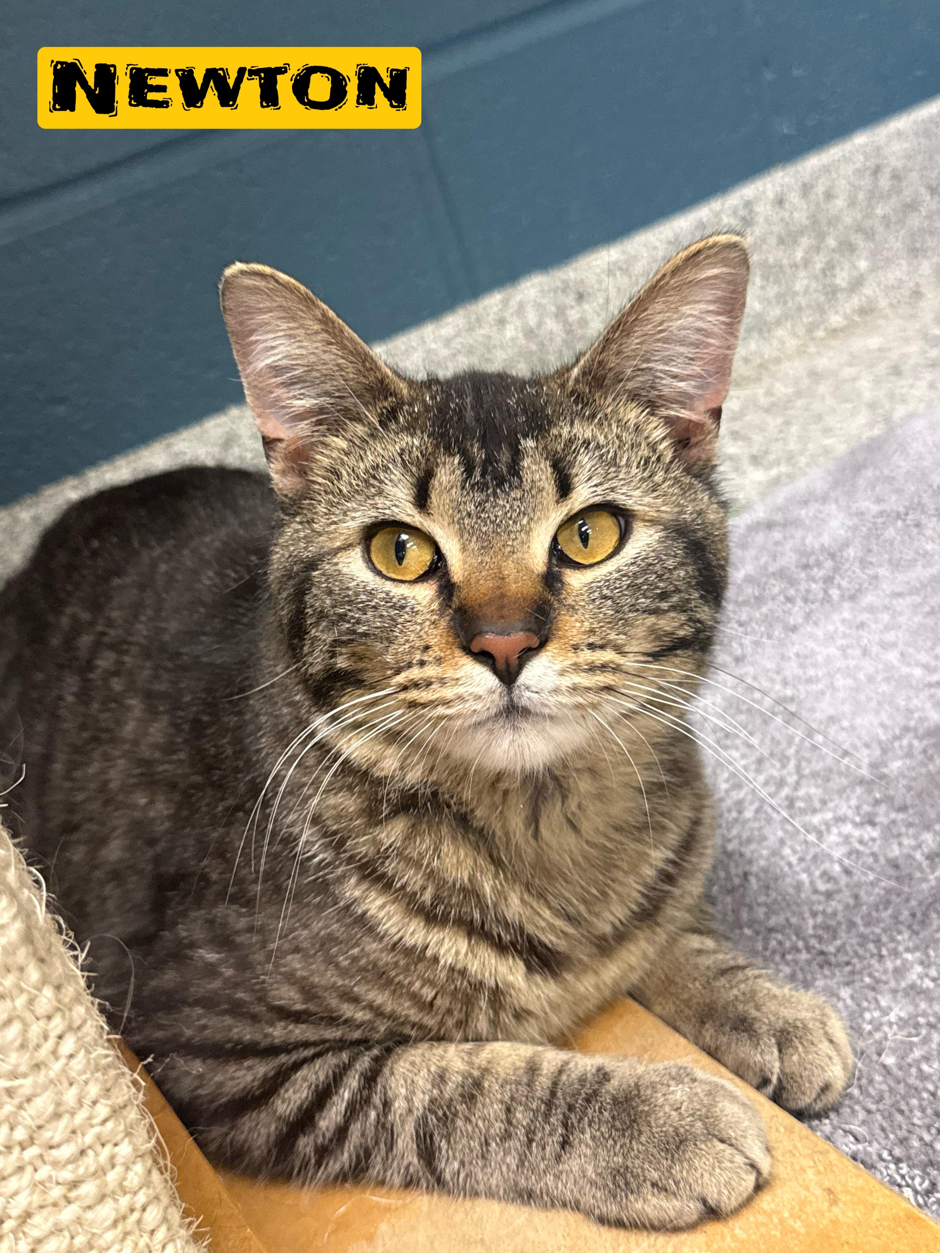 Newton, adopted, Young Male Domestic Short Hair.