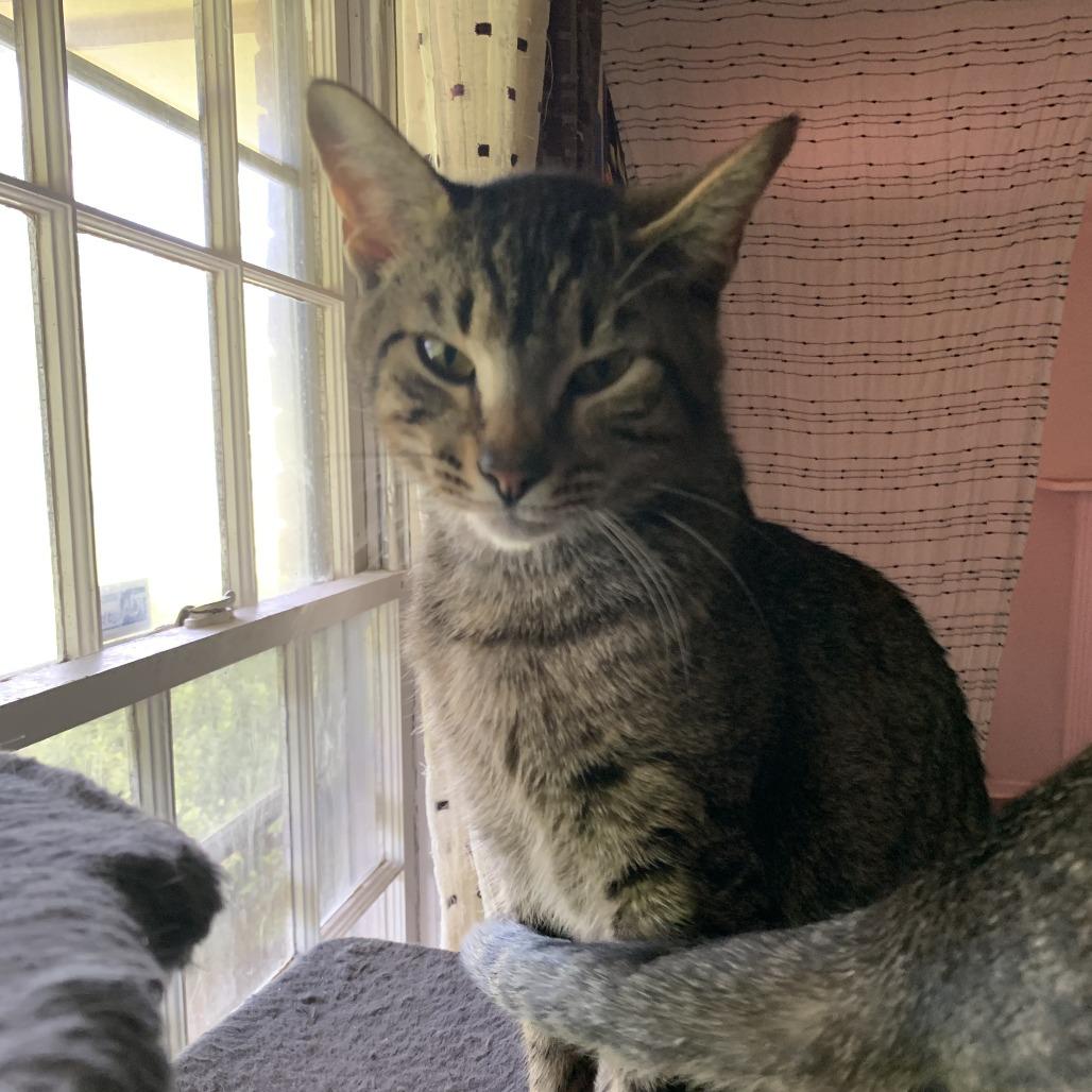 Milo Jr., Adoptable, Young Female Domestic Short Hair.