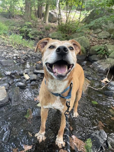 Charlie Bear, Adoptable, Adult Male Labrador Retriever & Boxer.