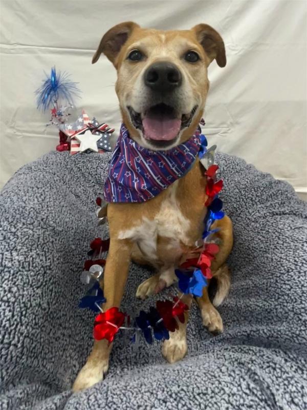 Charlie Bear, a Adoptable mixed breed in Oakland, NJ image 2/6