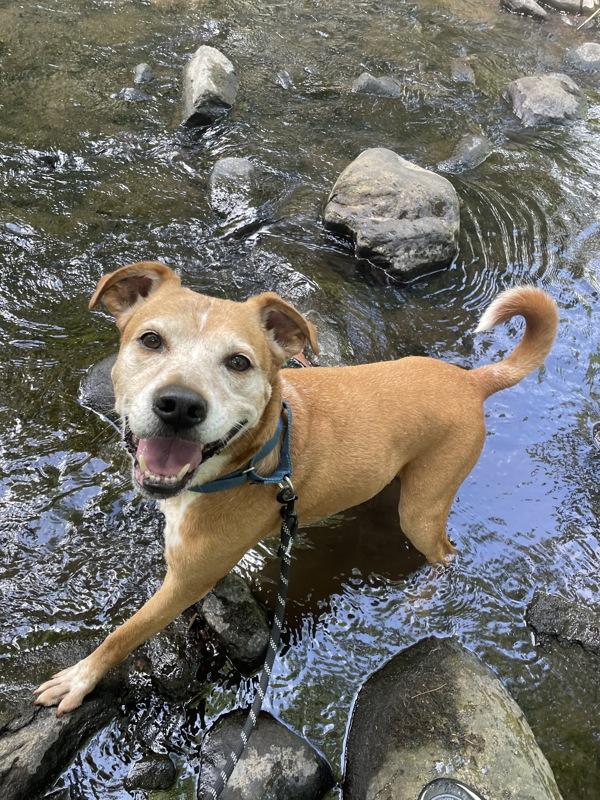 Charlie Bear, a Adoptable mixed breed in Oakland, NJ image 3/6