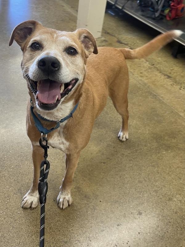 Charlie Bear, a Adoptable mixed breed in Oakland, NJ image 4/6