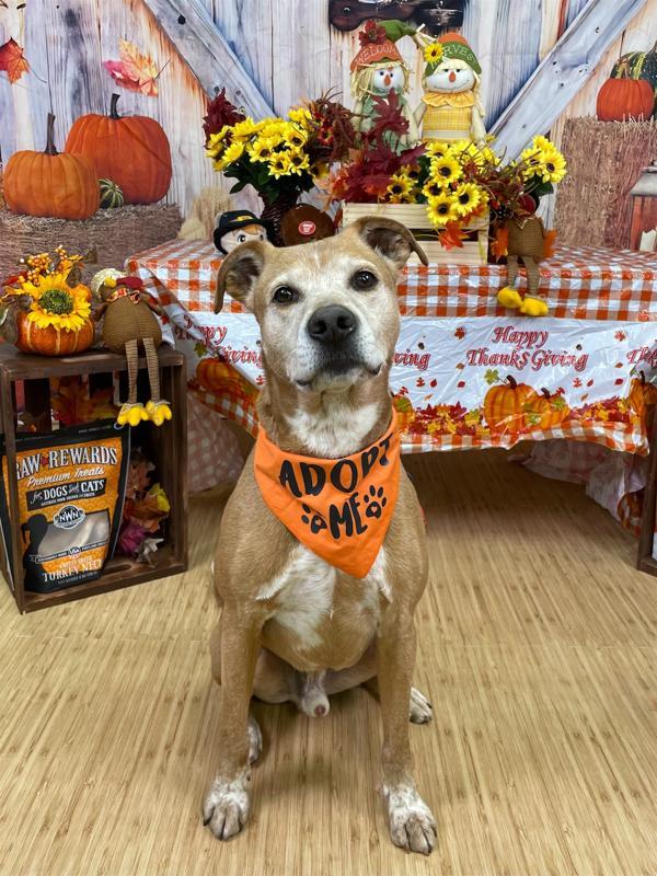 Charlie Bear, a Adoptable mixed breed in Oakland, NJ image 5/6