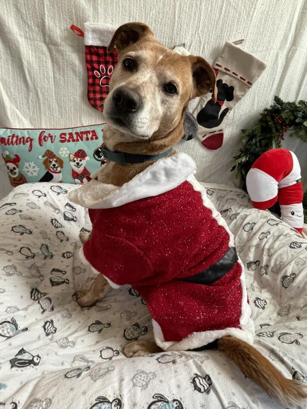 Charlie Bear, a Adoptable mixed breed in Oakland, NJ image 6/6