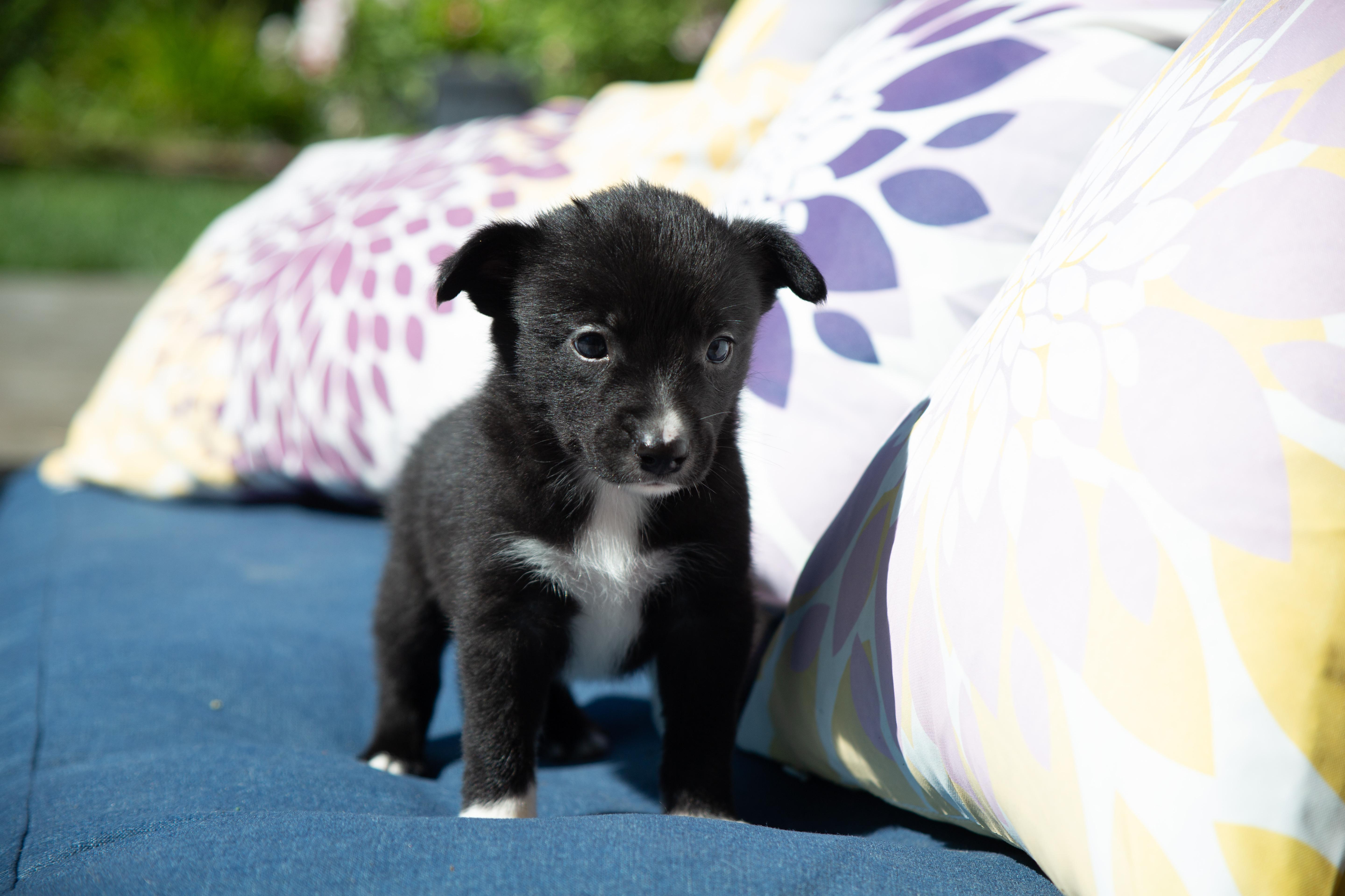 Rosie, Adopted, Puppy Female Border Collie.