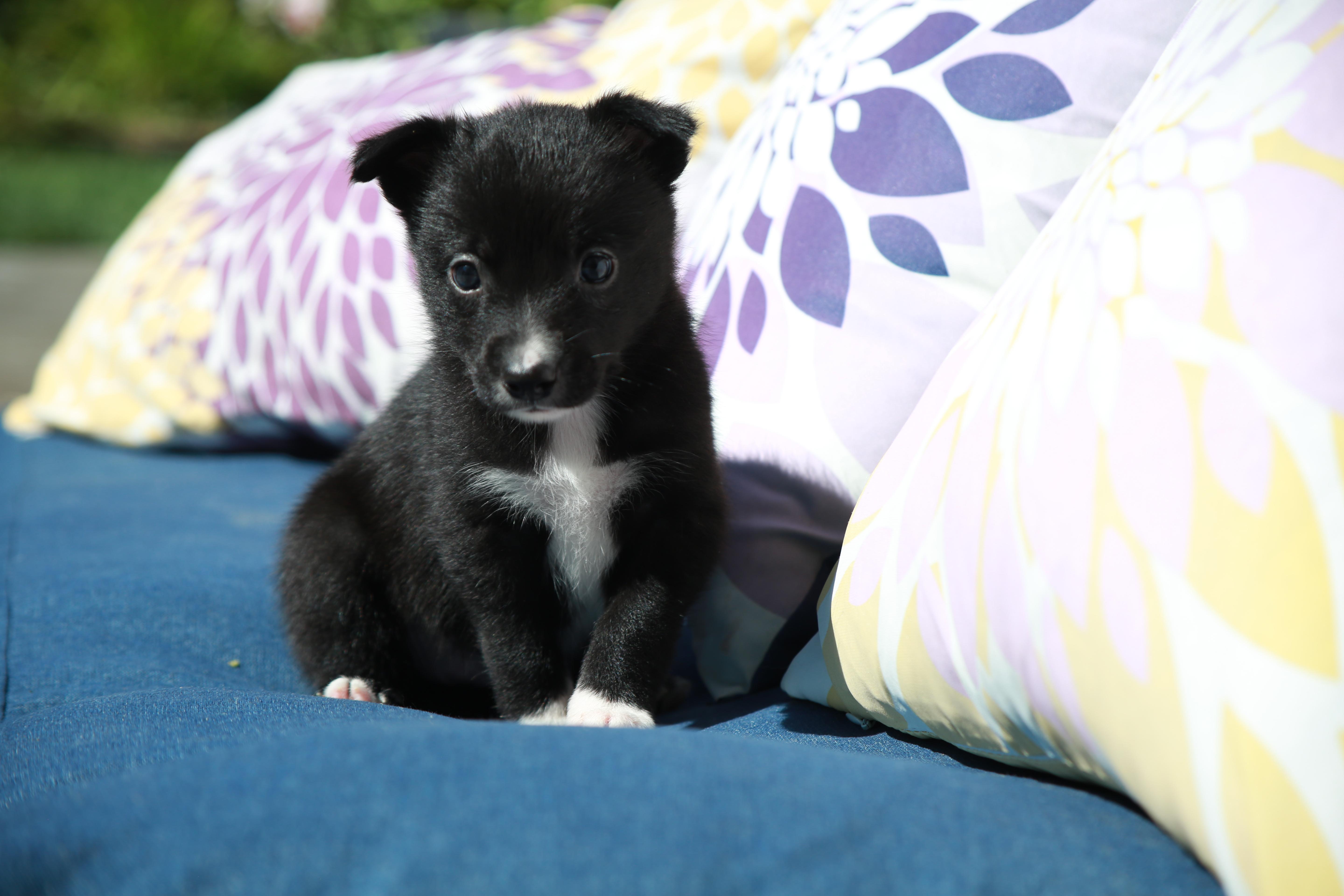 Rosie, a Adopted Border Collie in Parker, CO image 2/2
