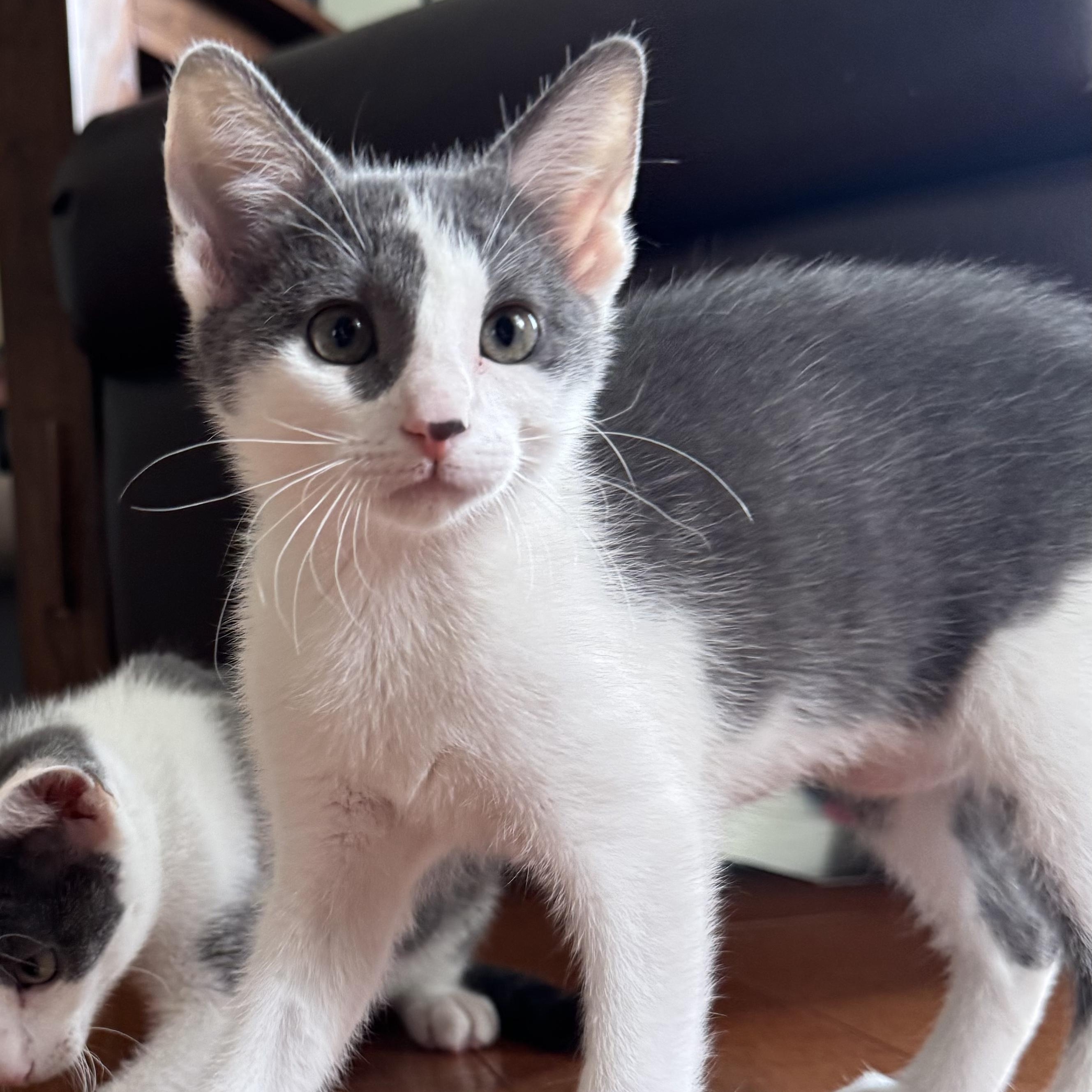 Enlarge Twiggy, a Adoptable Domestic Short Hair in Murphysboro, IL image 3/6