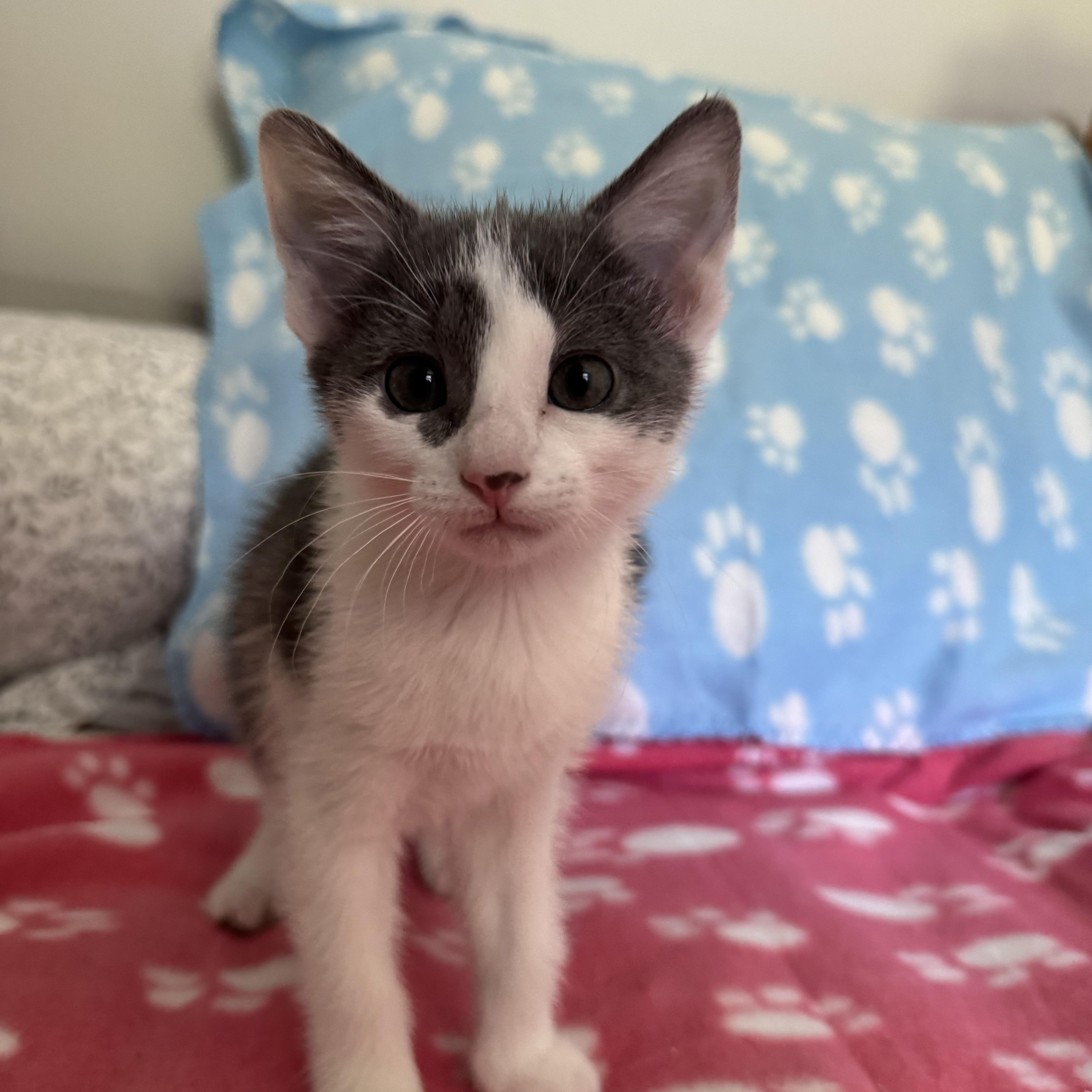 Twiggy, a Adoptable Domestic Short Hair in Murphysboro, IL image 2/2