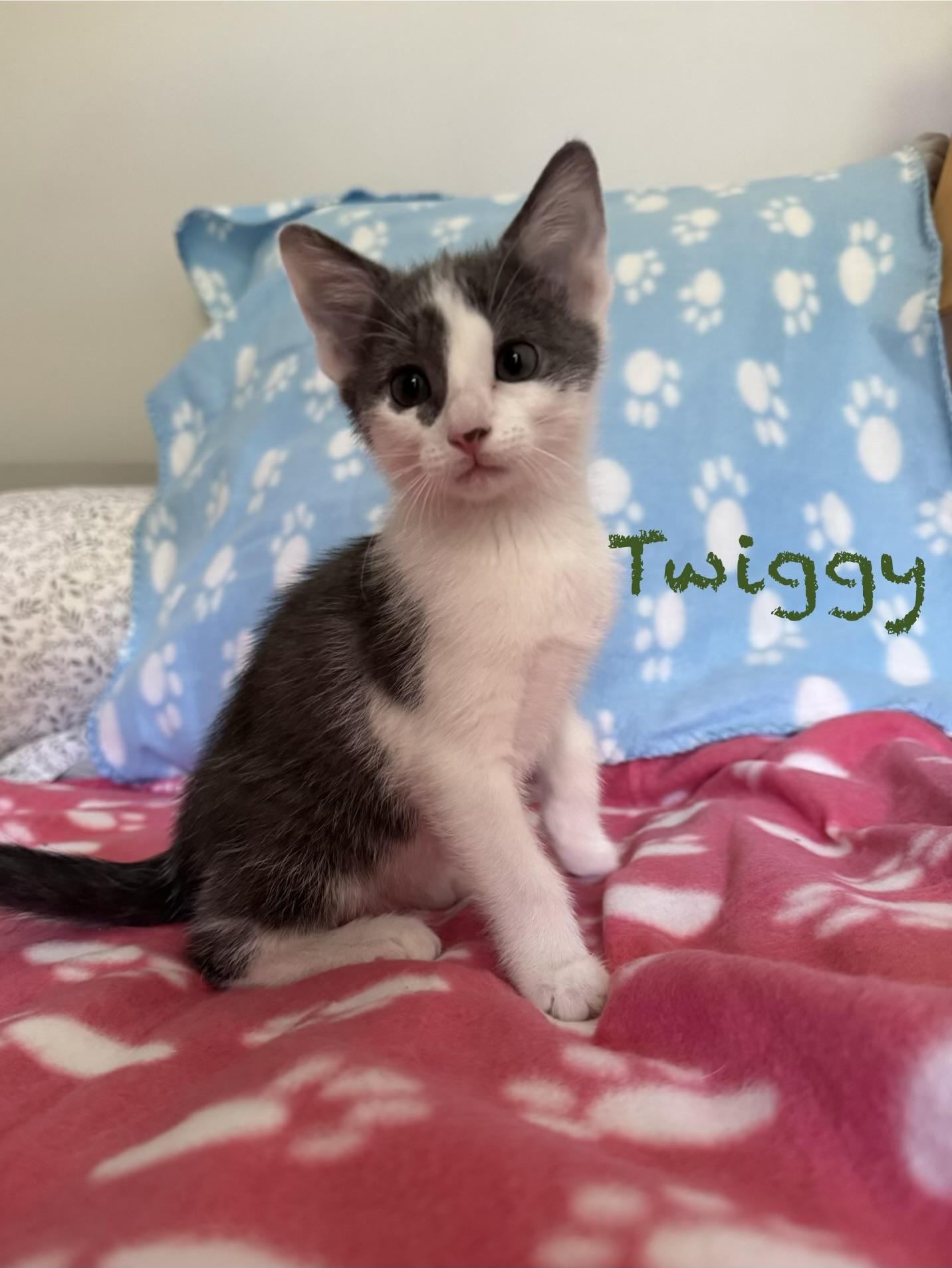 Twiggy, a Adoptable Domestic Short Hair in Murphysboro, IL image 1/2