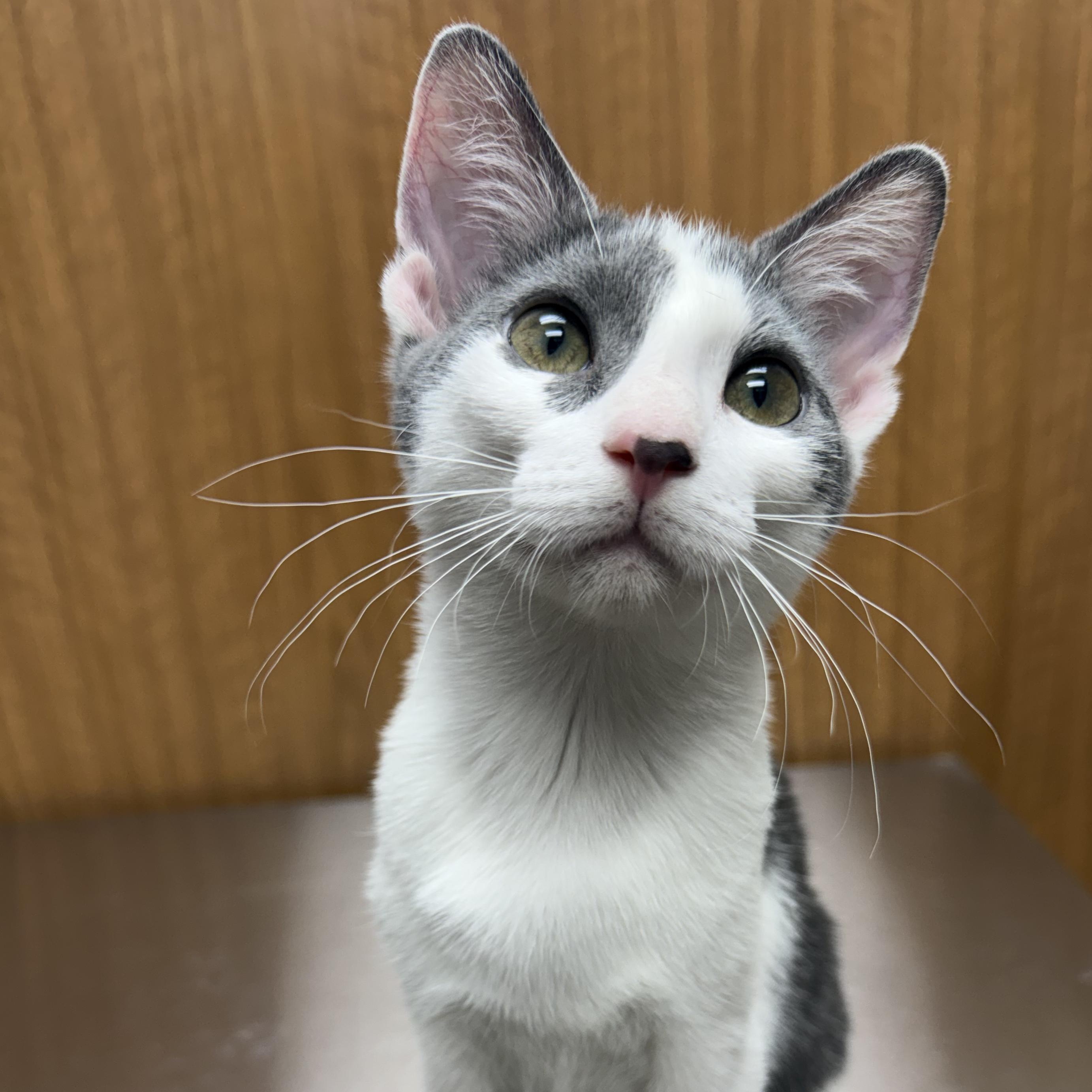 Enlarge Twiggy, a Adoptable Domestic Short Hair in Murphysboro, IL image 6/6