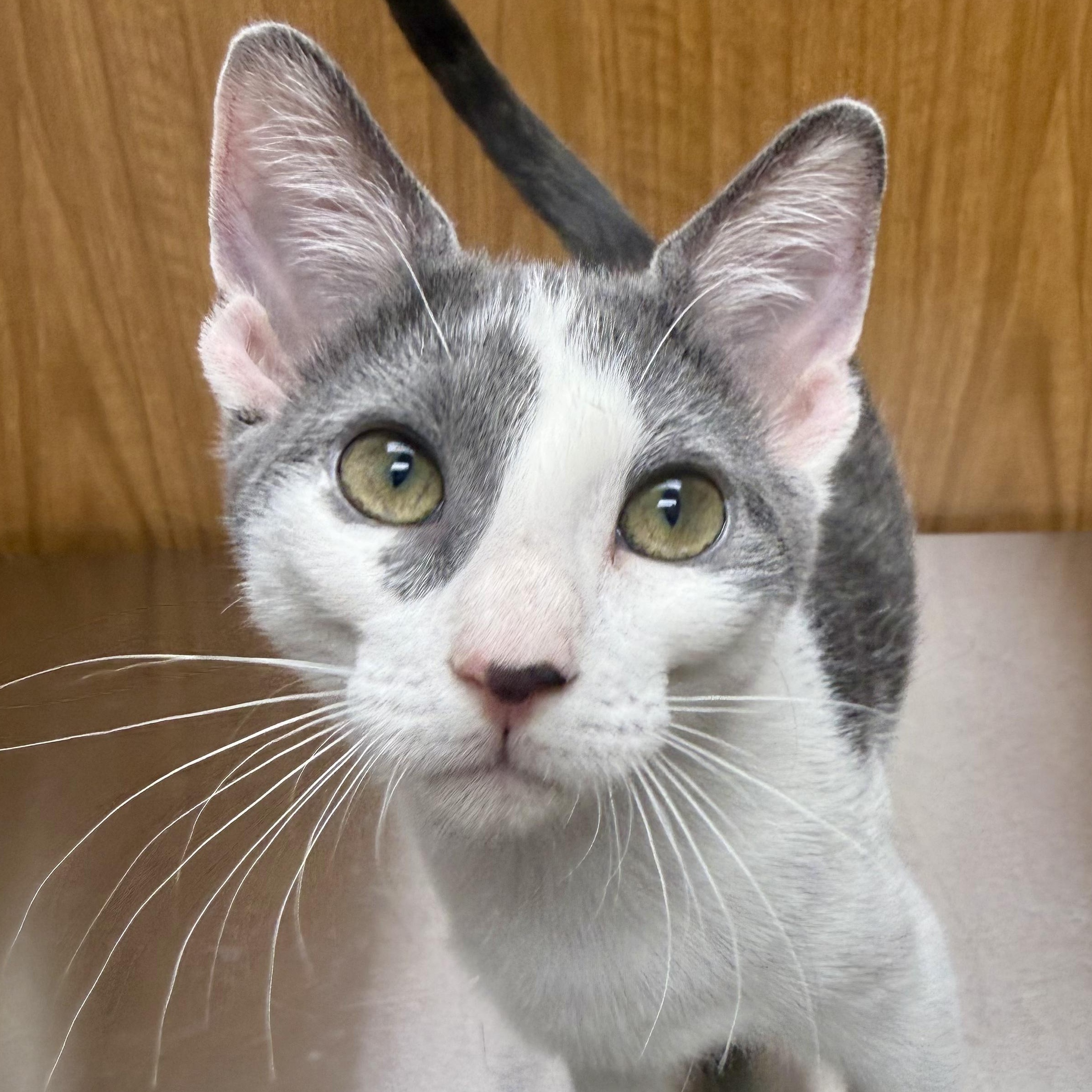 Enlarge Twiggy, a Adoptable Domestic Short Hair in Murphysboro, IL image 2/6
