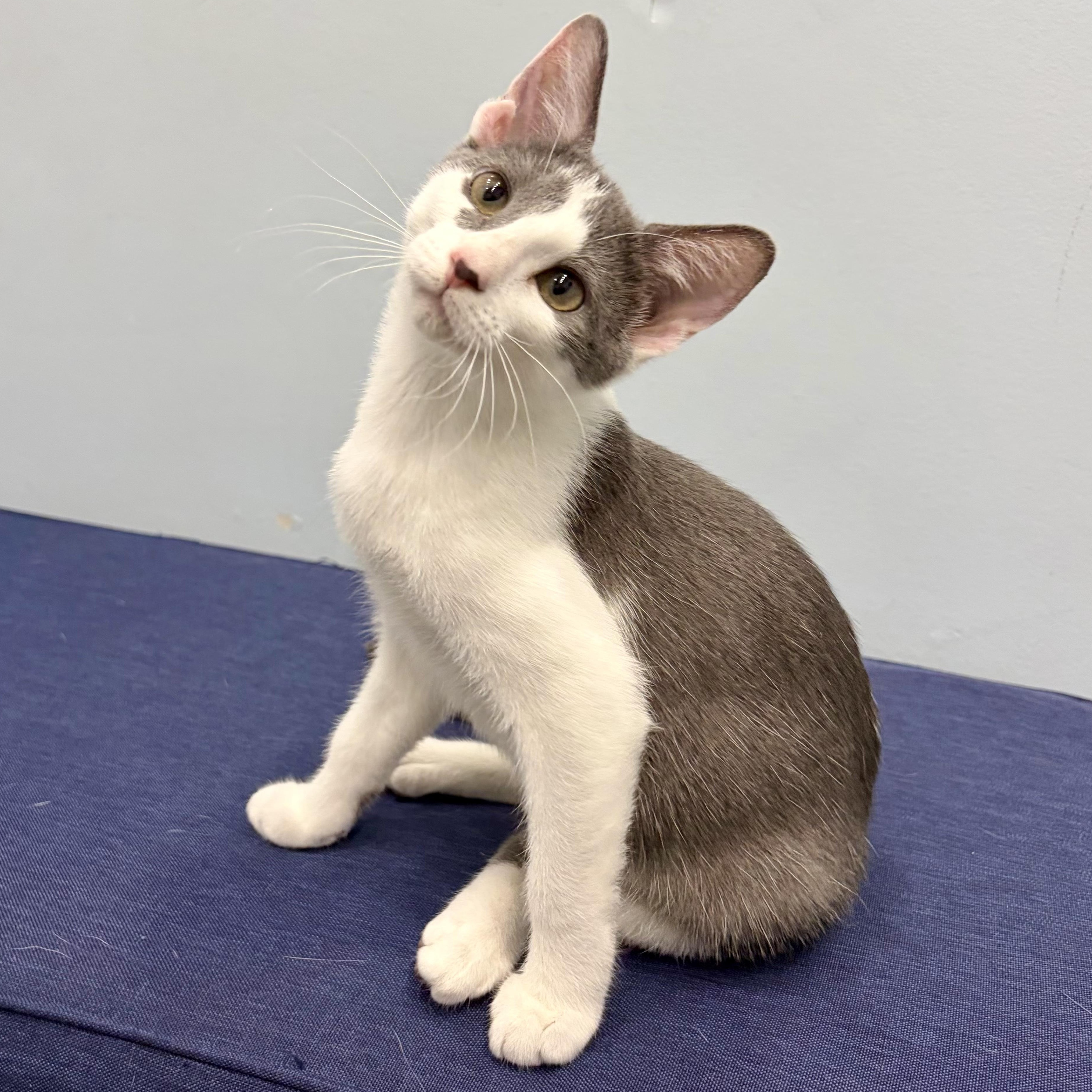 Twiggy, Adoptable, Kitten Female Domestic Short Hair.