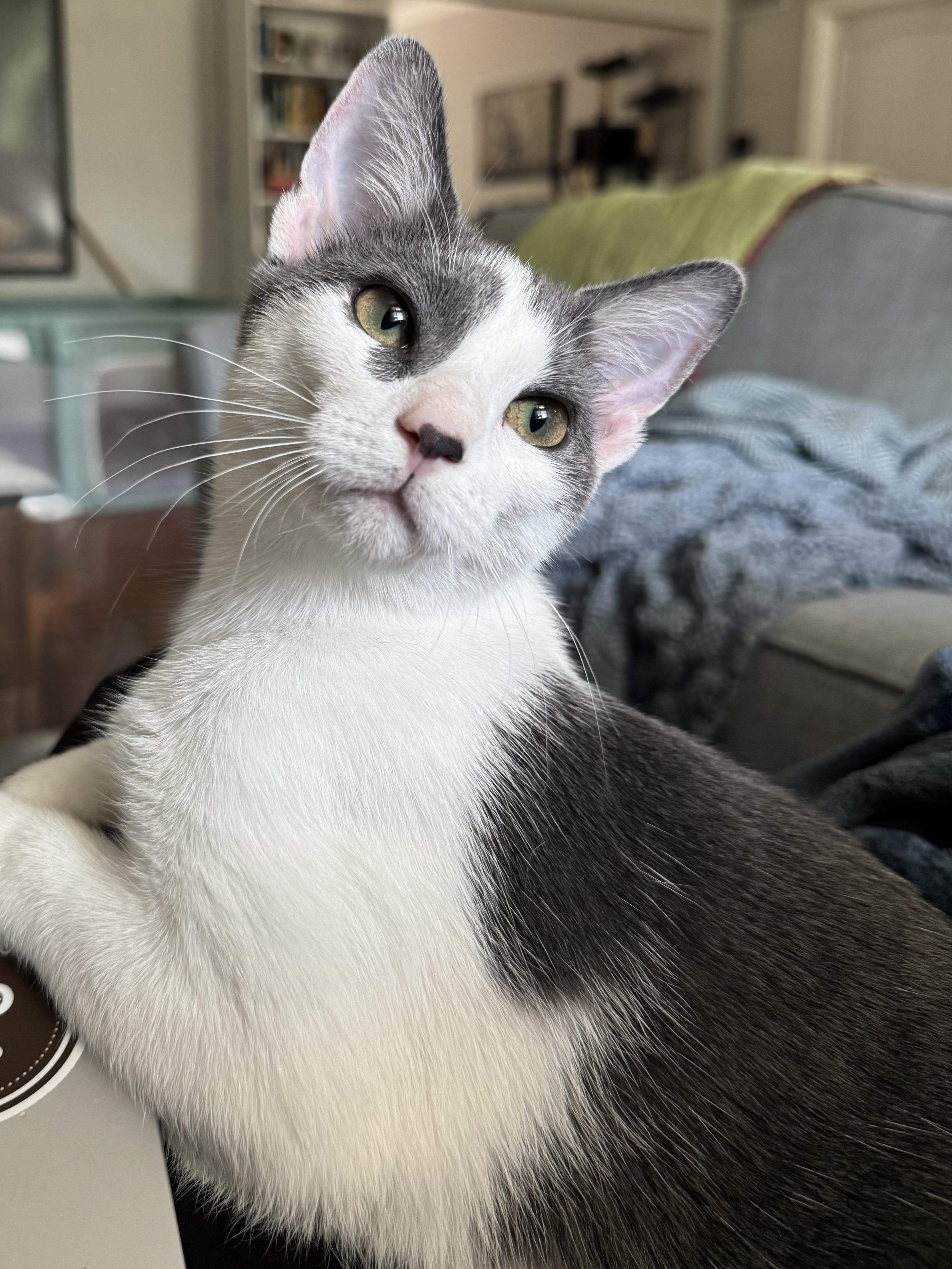 Twiggy, Adoptable, Kitten Female Domestic Short Hair.