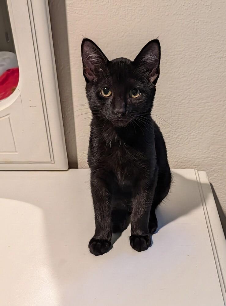 Raj, Adoptable, Kitten Male Domestic Short Hair.