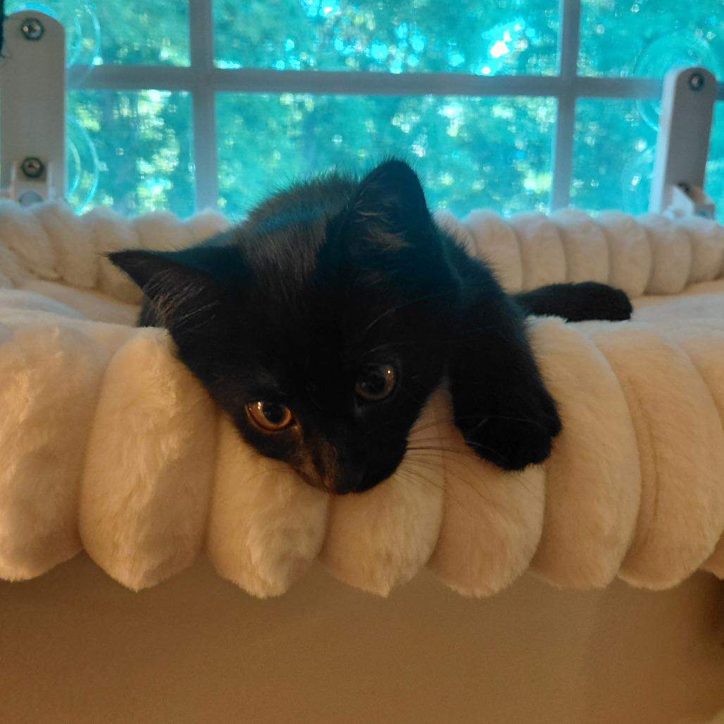Enlarge Robin (Taylor's Purrsion), a Adoptable Domestic Short Hair in CHRISTIANSBURG, VA image 1/6