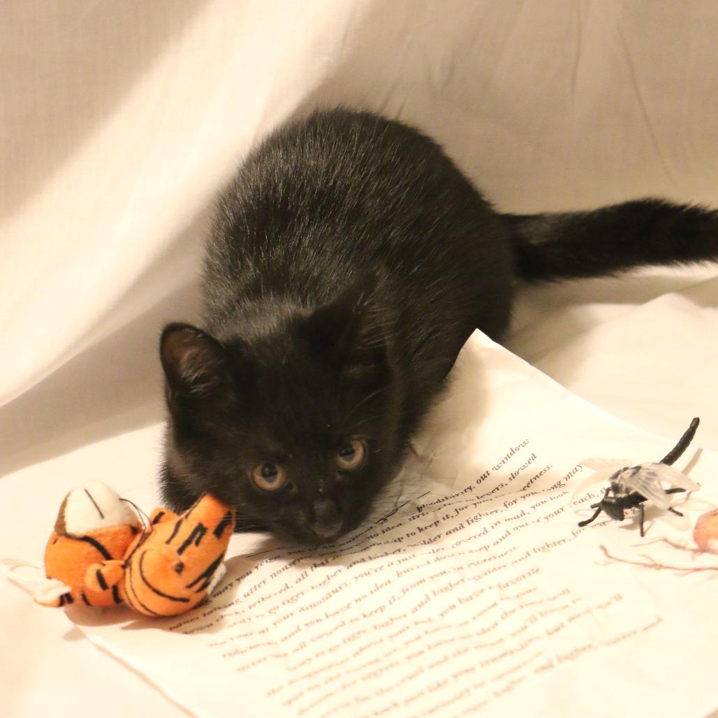 Enlarge Robin (Taylor's Purrsion), a Adoptable Domestic Short Hair in CHRISTIANSBURG, VA image 2/6