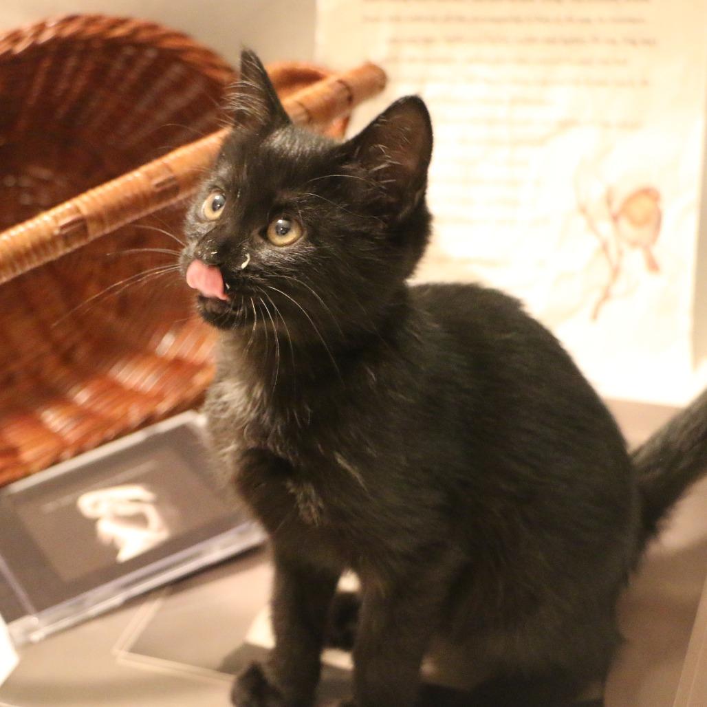 Enlarge Robin (Taylor's Purrsion), a Adoptable Domestic Short Hair in CHRISTIANSBURG, VA image 3/6