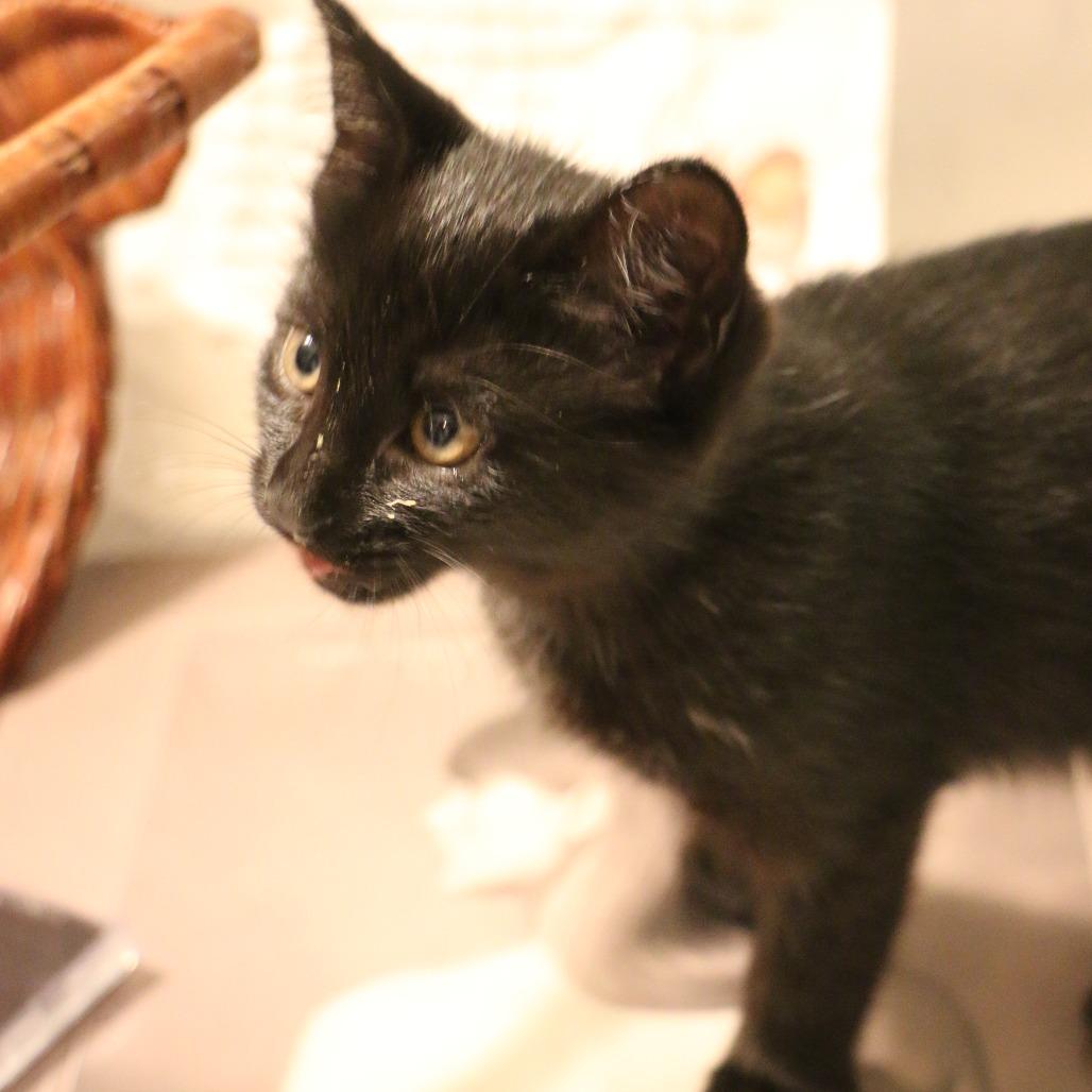 Enlarge Robin (Taylor's Purrsion), a Adoptable Domestic Short Hair in CHRISTIANSBURG, VA image 4/6