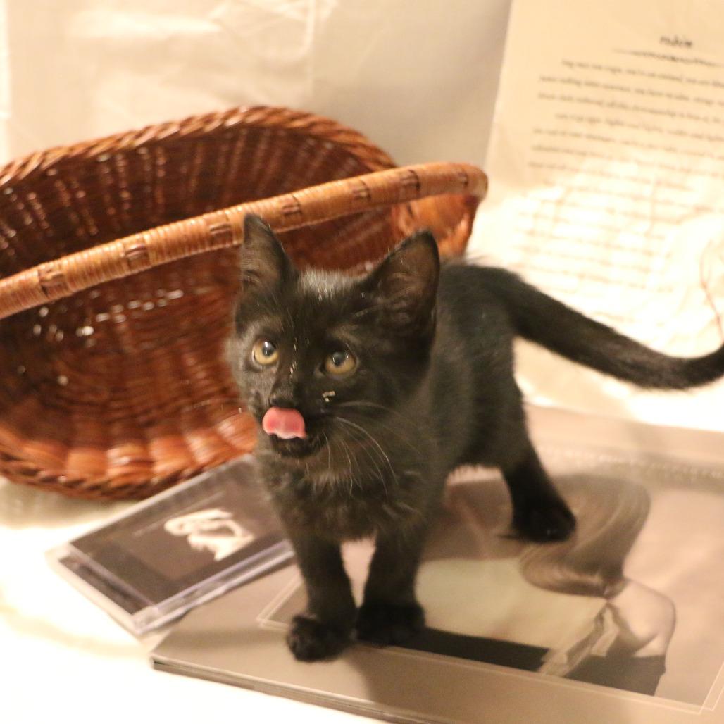 Enlarge Robin (Taylor's Purrsion), a Adoptable Domestic Short Hair in CHRISTIANSBURG, VA image 5/6