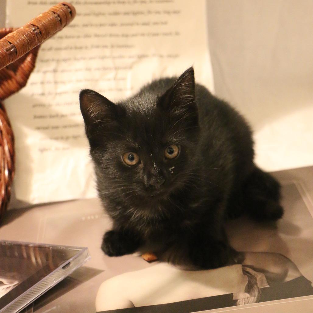 Enlarge Robin (Taylor's Purrsion), a Adoptable Domestic Short Hair in CHRISTIANSBURG, VA image 6/6