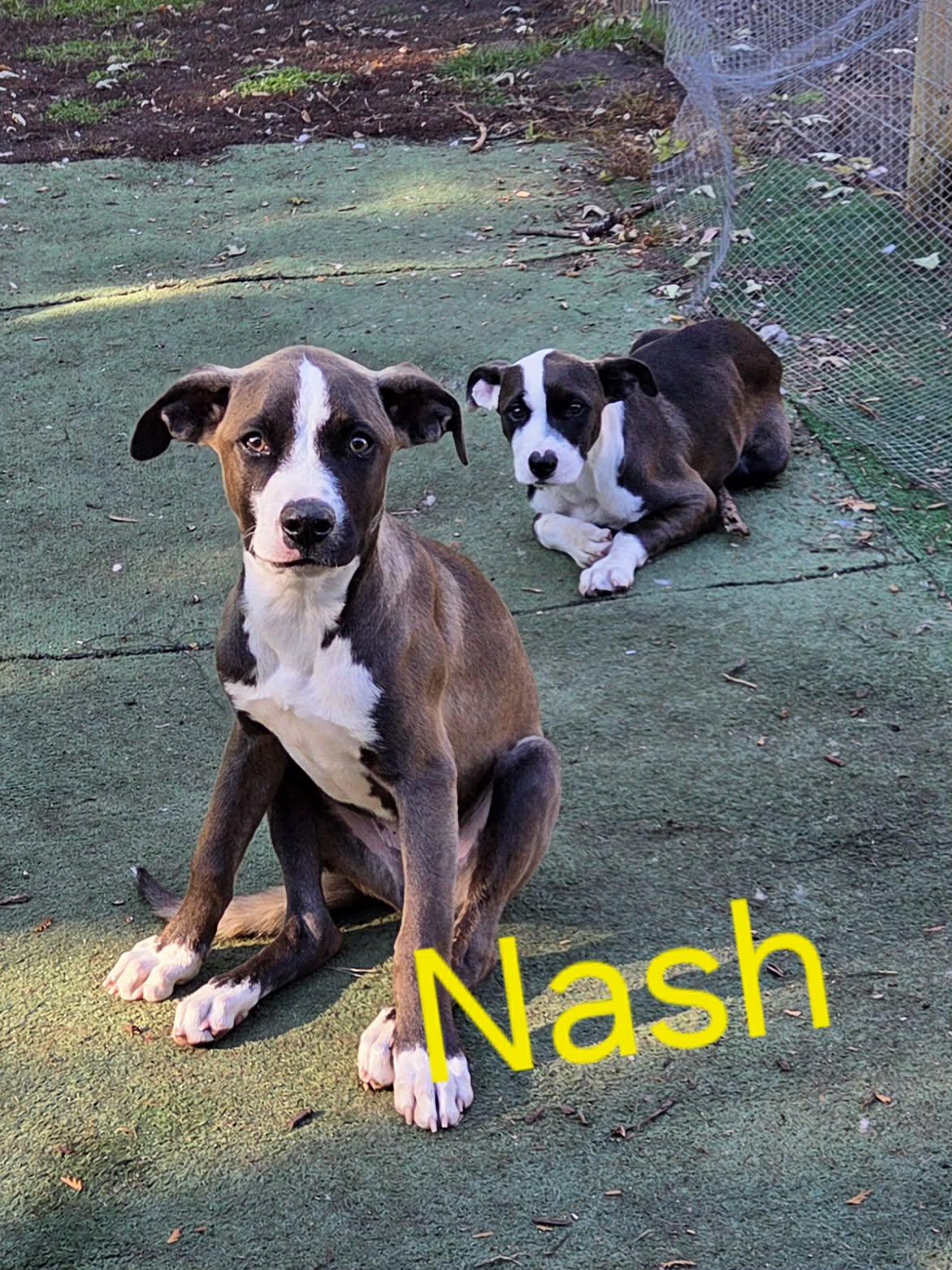 Nash