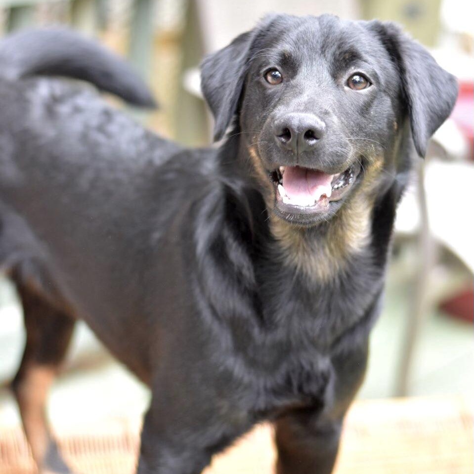 Enlarge Levi (Victoria Litter), a Adoptable mixed breed in Coopersburg, PA image 5/5