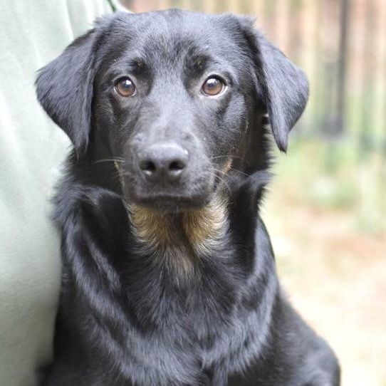Enlarge Levi (Victoria Litter), a Adoptable mixed breed in Coopersburg, PA image 3/5